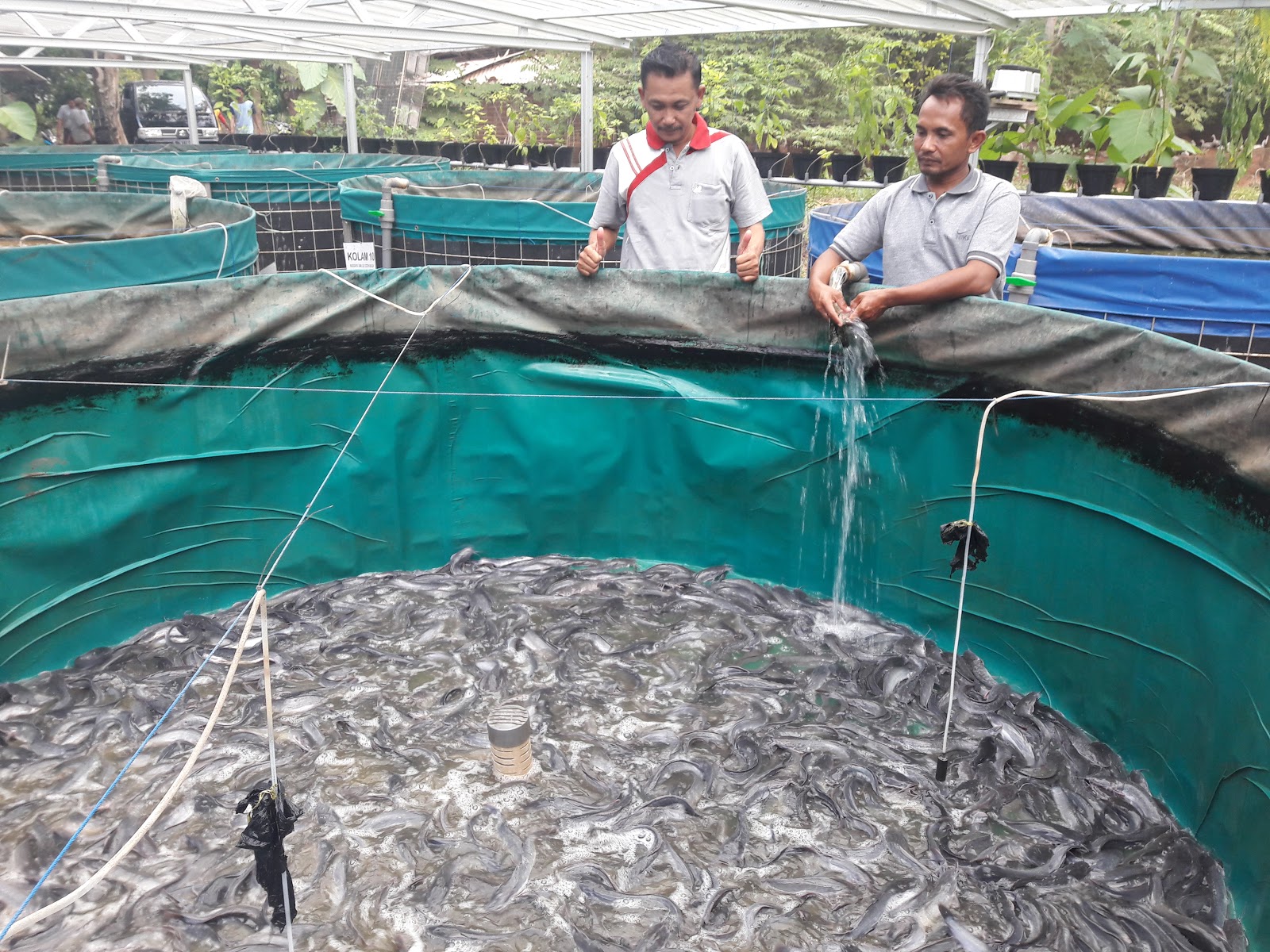 Cara Ternak Lele 1000 Ekor: Panduan Lengkap untuk Pemula
