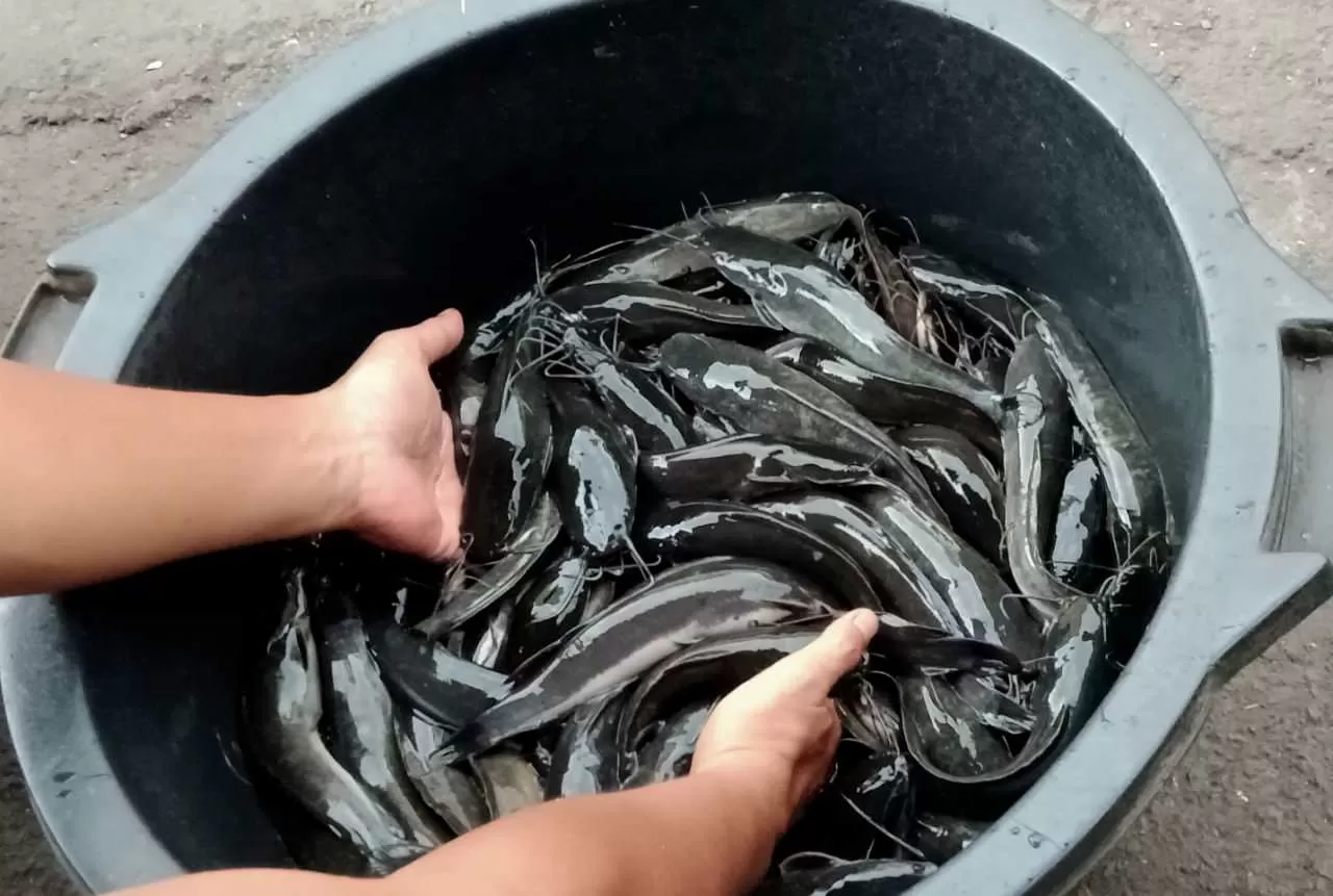 Proses panen lele dari kolam terpal pada cara ternak lele 1000 ekor